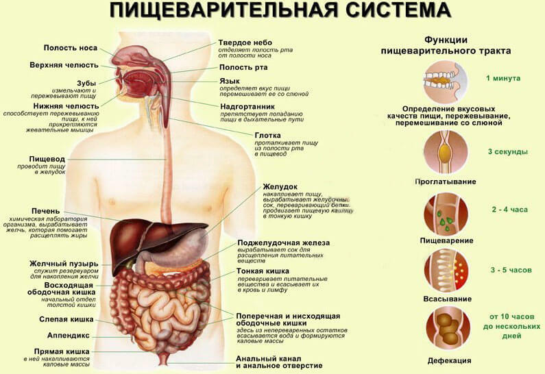 Bolne bolečine v želodcu - posledica težav z gastrointestinalnim traktom