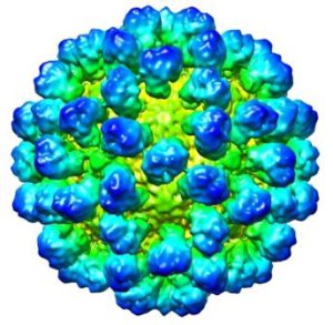 Calicivirus en el cuerpo