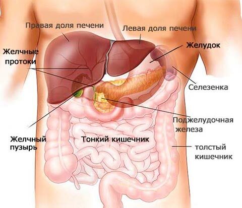 אנטומיה של מערכת העיכול
