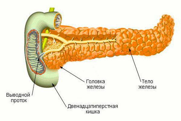 A estrutura da glândula