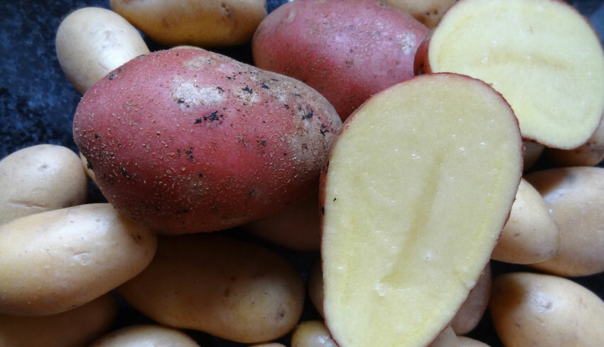 Behandlung mit Kartoffeln