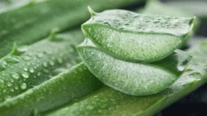 Herbes pour la pancréatite: quelles décoctions à boire et préparations à base de plantes