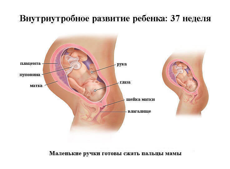 Razvoj fetus-na-37-tjedna
