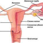 Sistema reprodutivo