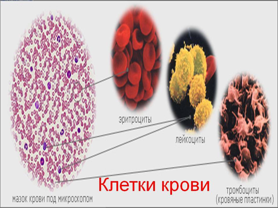 0007-007-bloedcellen