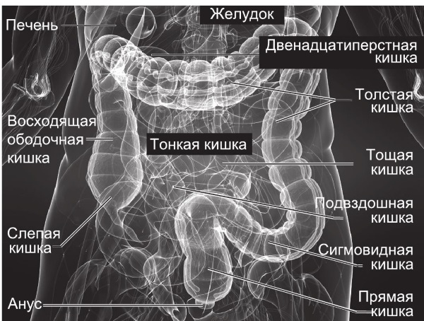 MRI of the intestine