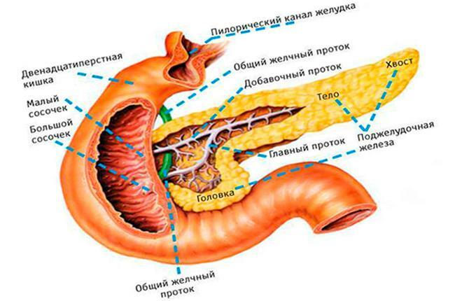Dotti nel pancreas