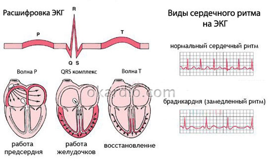 Fréquence cardiaque chez un adulte, tableau par âge
