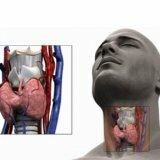 Health: everything about the thyroid gland