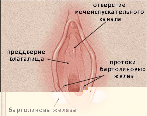 Bartholinic glands