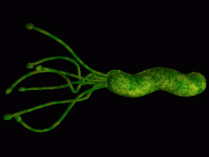 Helicobacter pylori-bacteriën