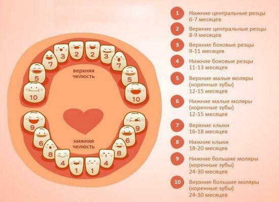 V jakém pořadí vyšplhat mléčné zuby, načasování vzhled mléčných zubů