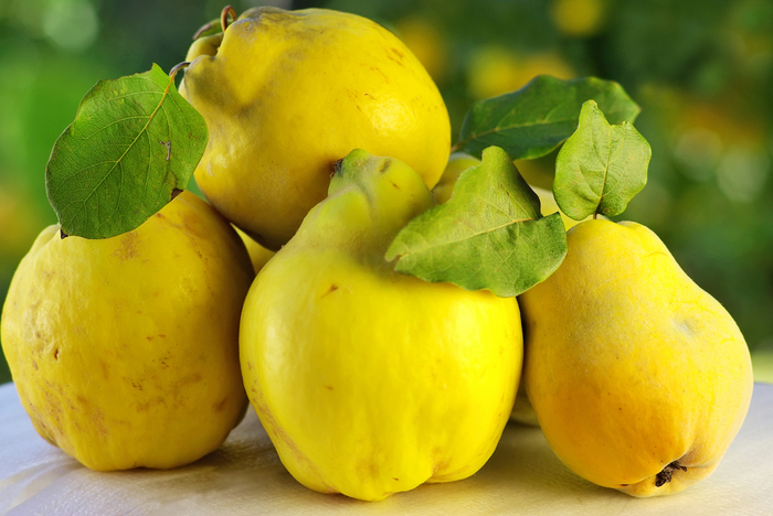 Quince: benefit and harm