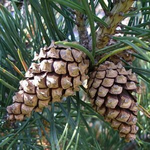 Pinus_sylvestris10