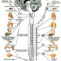 Interaction des organes sensoriels