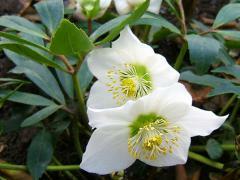 Negative feedback on hellebore is most likely the result of its incorrect application
