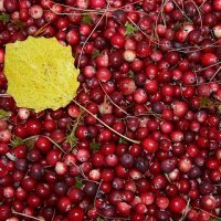 Sifat terapeutik cranberry