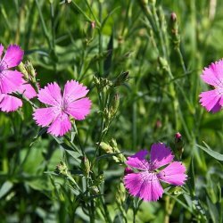 Hemostatic Herbs - Carnation višebojnih