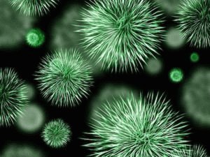 Bacterias beneficiosas