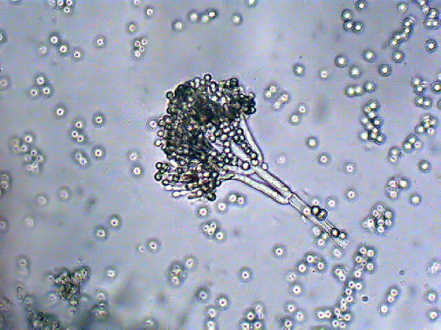Fungus Penicillium