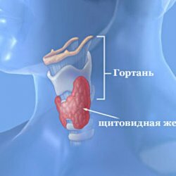 Tips for those who do not want to miss the disease of the thyroid gland