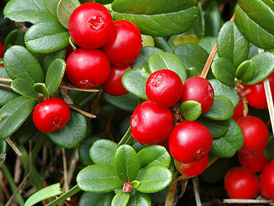 Cowberry: useful and harmful properties