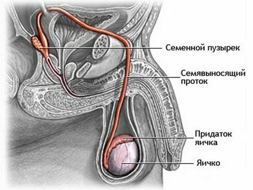 Hypoplasi av testiklar: diagnos, behandling och prognos
