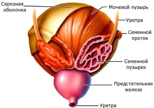 Urinary-bladder-in urinary system