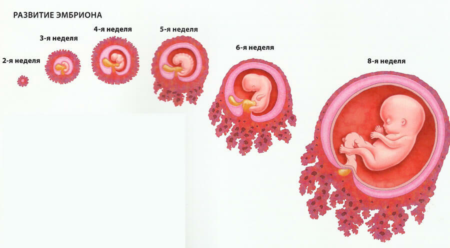 , Ontwikkeling van het embryo