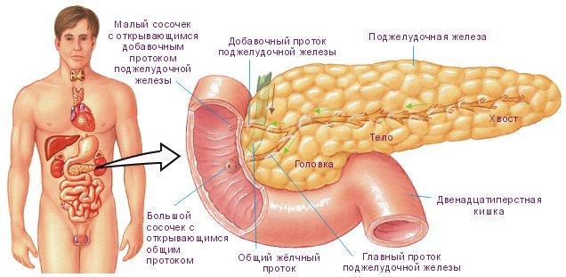 A hasnyálmirigy anatómiája