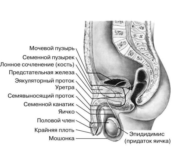 the structure of the penis