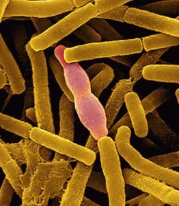 Colibacillus