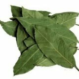 Liečba odvarom bobkových listov