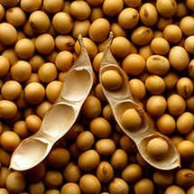 Soybeans: Benefit and Harm