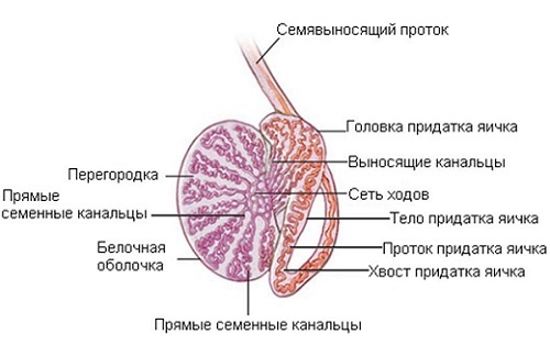 Struktur der Nebenhoden