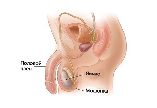 Anatomie van het scrotum bij mannen
