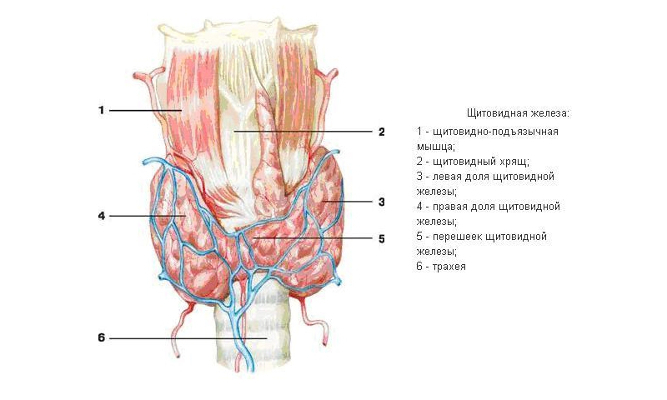 Types d'élargissement de la thyroïde
