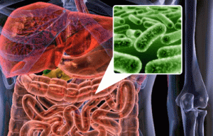 Microflora intestinal