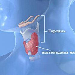 Brief characteristics of the main diseases of the thyroid gland