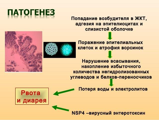 A rotavírus fertőzés patogenezise