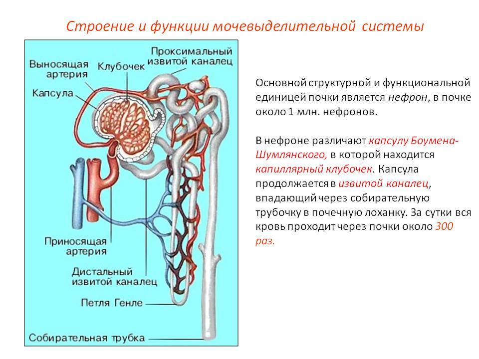 0011-011-The structure-and-function-urinary system