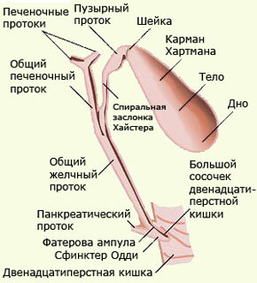 Anatomie des Gallenweges