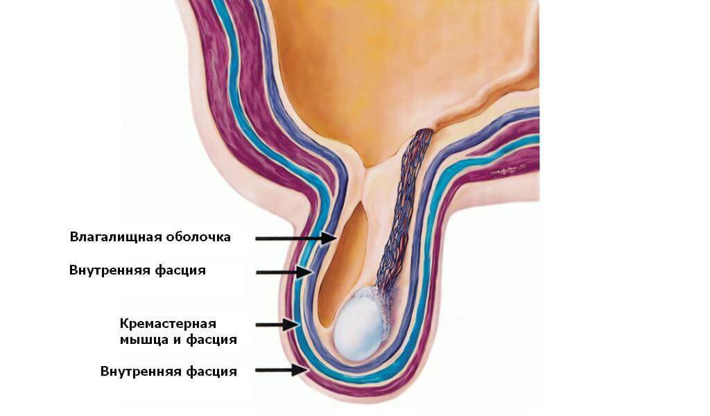 torção testicular: sintomas, tratamento, cirurgia
