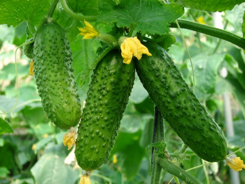 Komkommers - voor- en nadelen