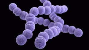 Bactéria Streptococcus
