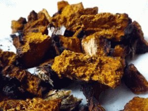 Chaga paddestoel