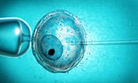 IVF in the absence of sperm