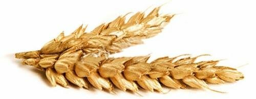 Possible harm of barley