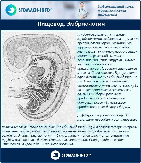 Esófago. Embriología