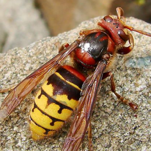 Bite of a hornet